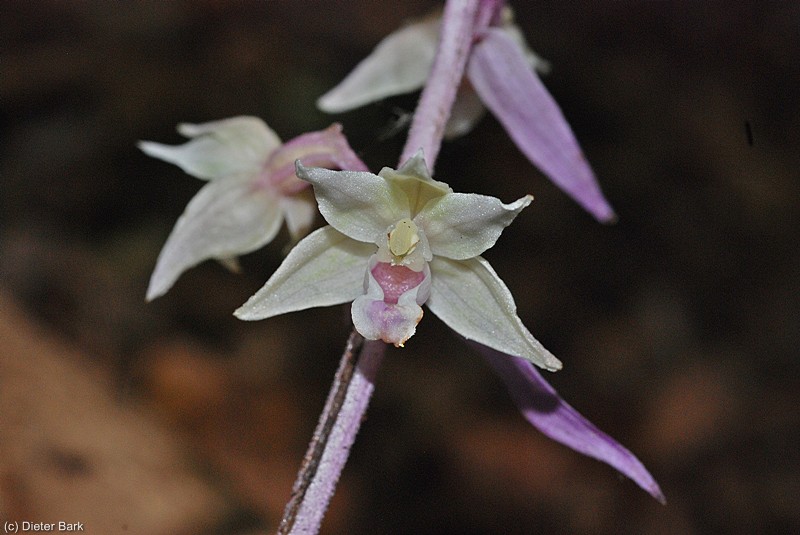 006b Orchidee Violette Staendelwurz in chlorophylfreiem Rosa,ganz selten